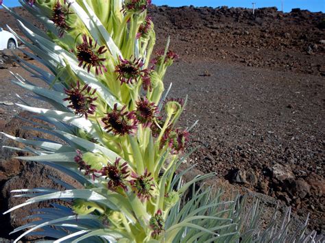 Haleakala Crater - Jessb.org