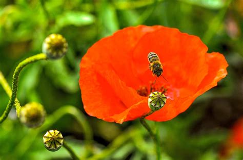 Rote Blumen Fotos Natur Und Landschaft