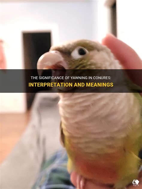 The Significance Of Yawning In Conures Interpretation And Meanings