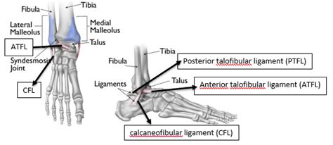 Talus Physiopedia