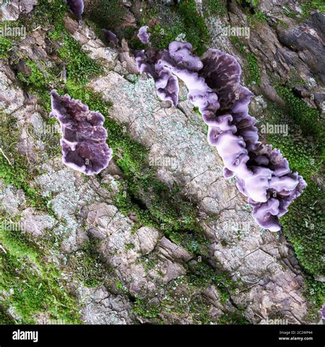 Silverleaf Hongo Chondrostereum Purpureum Sobre La Corteza De Un