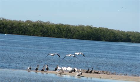 troutbirder: Ding Darling National Wildlife Refuge