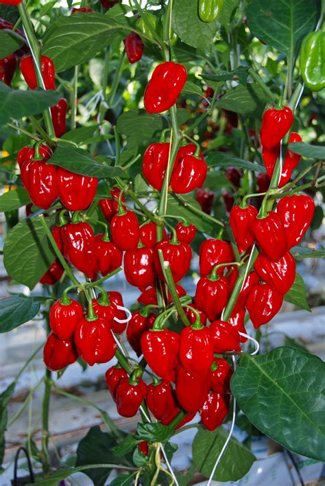 Dutch Genetics Pepper Seeds Home