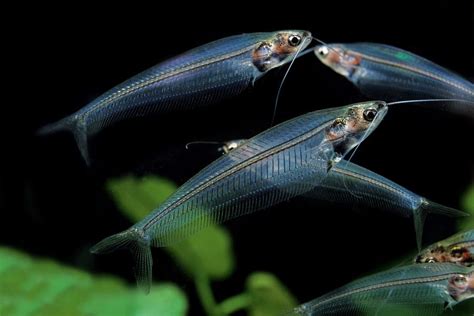 Peces De Agua Dulce Para Acuario Tipos Nombres Y Fotos Hot Sex Picture