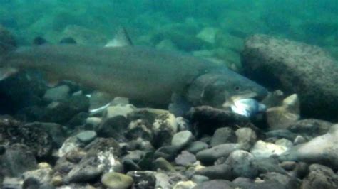 Bull Trout Eating Fish At Livingstone River Alberta Sep 30th 2012