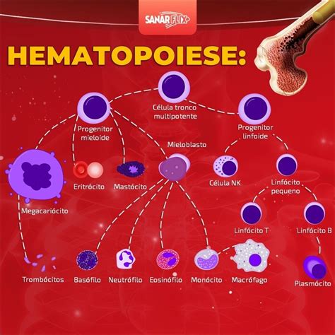 Mapas Mentais Sobre HEMATOPOIESE Study Maps