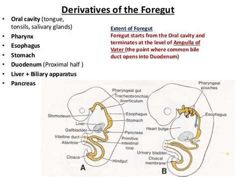 Development Of The Foregut Esophagus And Stomach