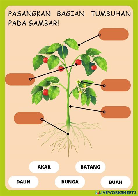 Lkpd Bagian Bagian Tumbuhan Dan Fungsinya Live Worksheets