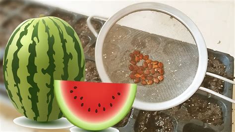 Growing My Own Watermelon From Seed Youtube