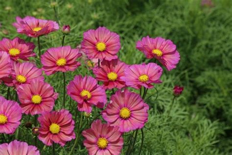 Cosmos Bipinnatus Xsenia Muller Seeds