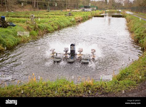 Rainbow Trout Farm Kilkenny Ireland Stock Photo Alamy