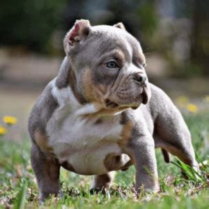 Criadero American Bully 2024 Dinastía Cachorros Medellin Colombia