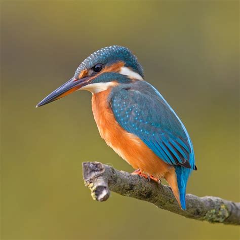 BIRDS IN SUNDARBAN - Fauna of Mangrove Forest