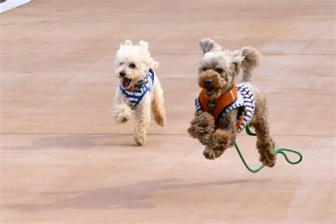 効果が早い！犬の飛びつき癖をしつける方法【絶対！カズレーザー】