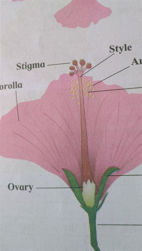 5 Draw A Neat Labelled Diagram Of Vertical Section Of A Hibiscus