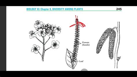 Inflorescence Arrangement Of Flowers On Axis Class Cymose