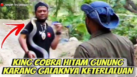 King Cobra Hitam Lebih Galak Dari Garagasemua Orang Dikejar Youtube