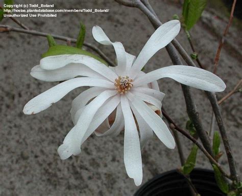 Plantfiles Pictures Magnolia Species Star Magnolia Magnolia Stellata