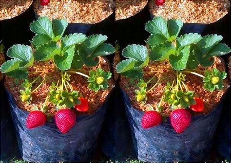 Panduan Mudah Perawatan Strawberry Dalam Pot Raden Pedia