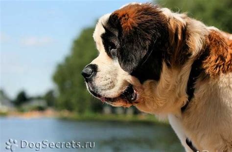 Сенбернар - описание породы, фото, характеристики, уход, история