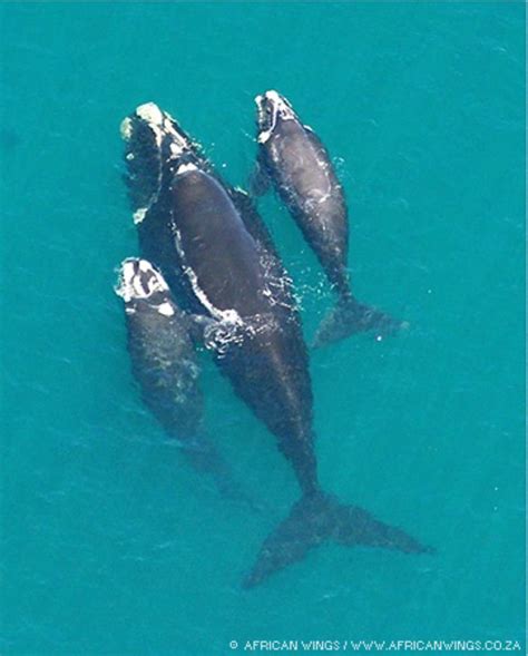 Southern Right Whale Information and Picture | Sea Animals