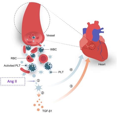 Platelets Promote Ang Ii Angiotensin Ii Induced Atrial Fibrillation By Releasing Tgf β1