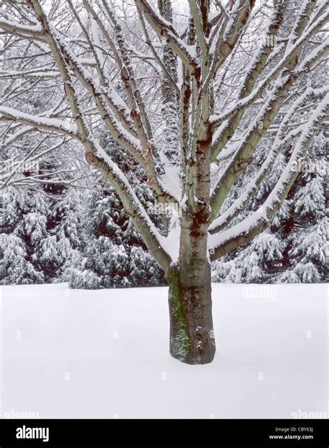 Winter Snow And Tree Crystal Springs Rhododendron Garden Multnomah