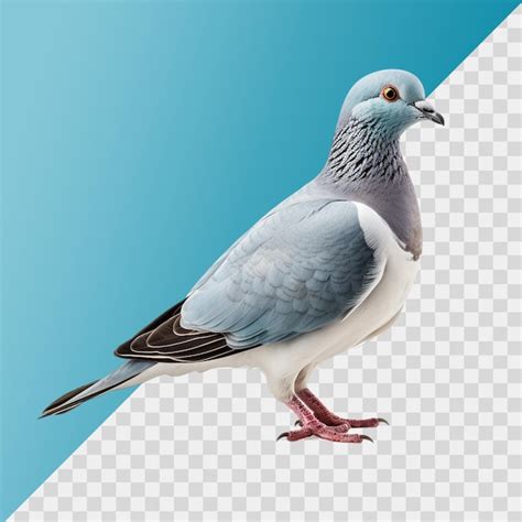 Premium Psd Pigeon Isolated On Transparent Background