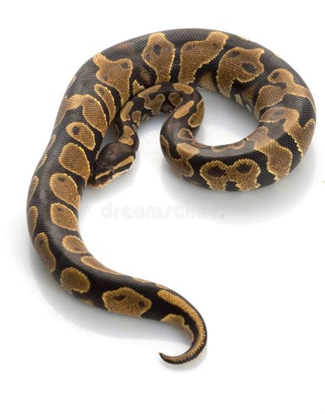 Yellow Belly Ball Python Stock Image Image Of Snake Colorful 7974041