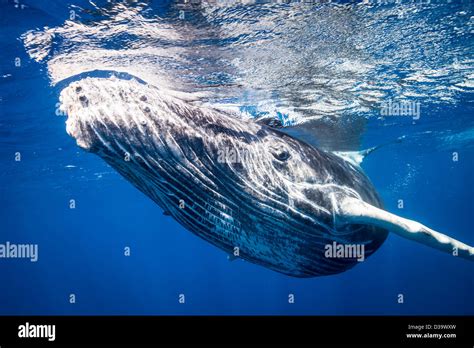 Humpback Whale Hi Res Stock Photography And Images Alamy