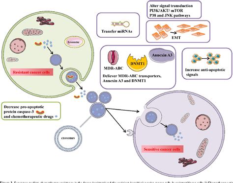 Figure 3 From The Roles Of Exosomes In Ovarian Cancer Chemo Resistance