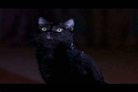 Black Cat Scary Movie 2 Scary Movie 2 Cat Movie Scary Movies