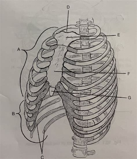 Oblique Aspect Of The Bony Thorax Diagram Quizlet