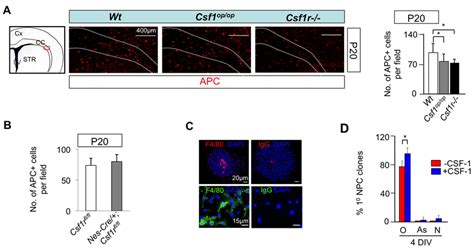 Fig S10 Csf 1r Acting Via Microglia Facilitates Download