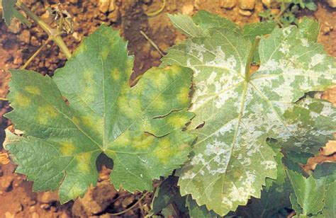 Come Riconoscere La Peronospora E Come Combatterla