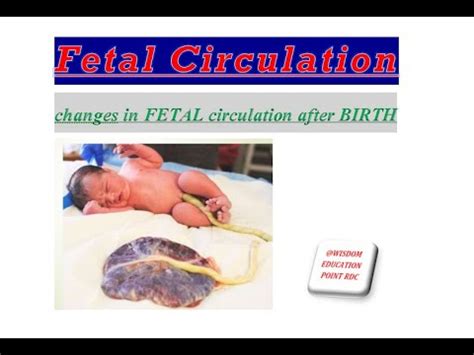 Changes In FETAL Circulation After BIRTH YouTube