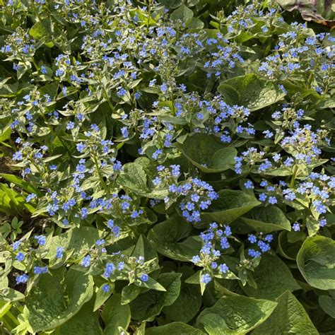 Бруннера (незабудка) с крупными листьями – купить в Москве, бесплатно ...