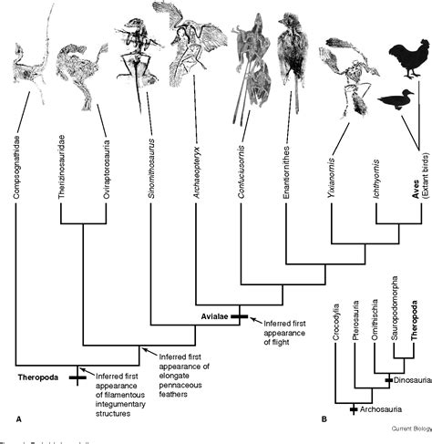 Figure 1 From Bird Evolution Semantic Scholar