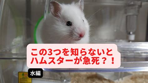 絶対に知っておきたいハムスターの水について【3点】 Youtube