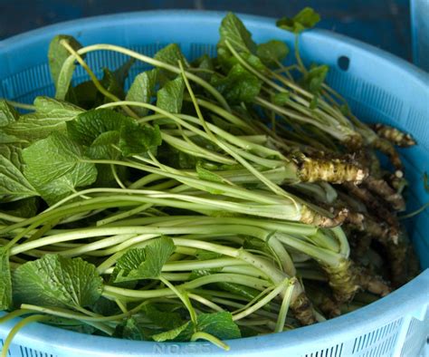 How To Grow Wasabi Expert Tips For Success Homes Gardens