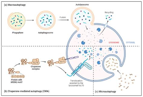 Three major types of autophagy–lysosomal pathways in NDs and other ...