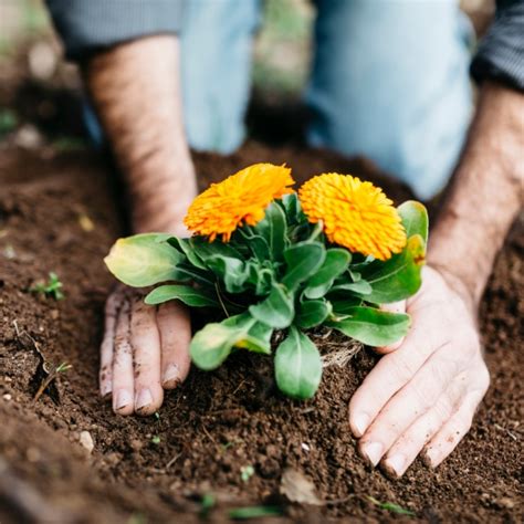 Ventajas Y Beneficios De La Jardiner A Para Tu Salud Seguros Sura