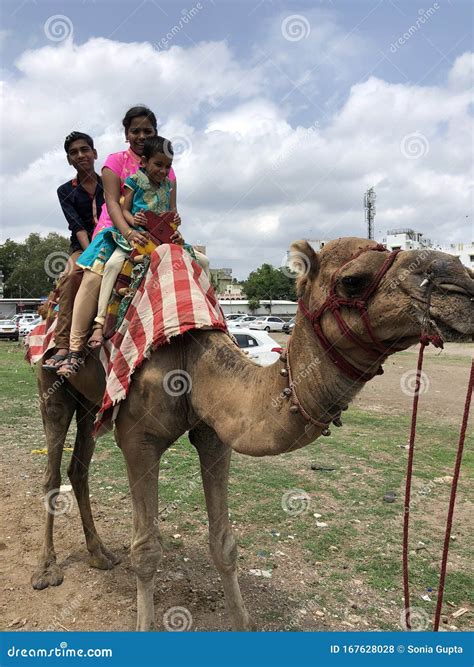 Childrens Enjoying Camel Rides In Nashik Editorial Stock Photo Image