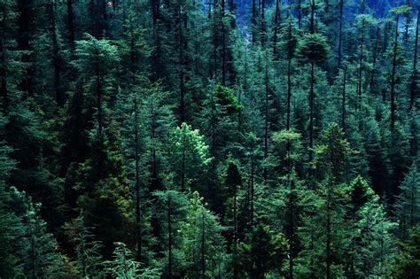 Download free photo of Forest, tree, pine tree, aerial view, woodland ...