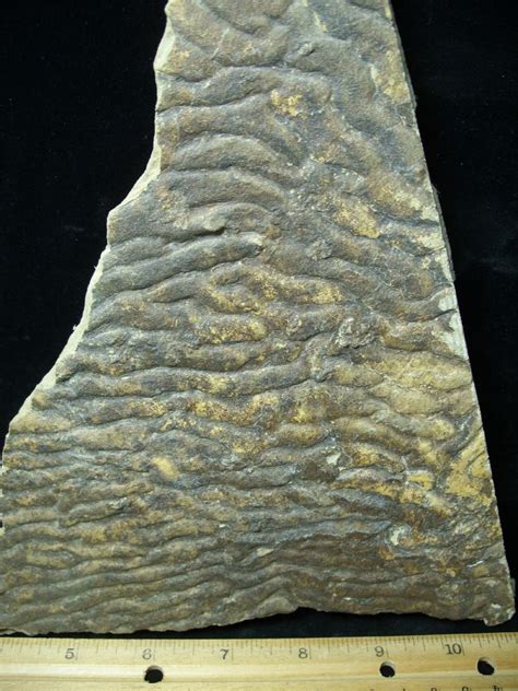 Fossilized Stromatolites (050723b) - The Stones & Bones Collection