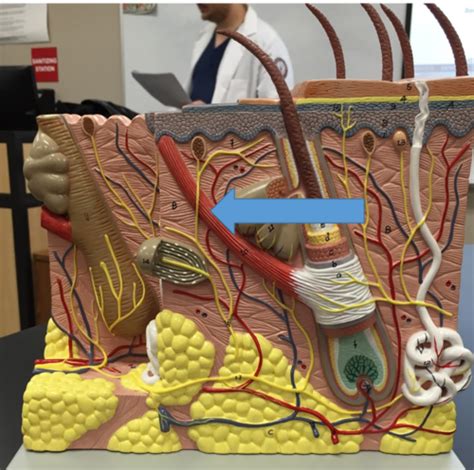 Integumentary System Flashcards Quizlet