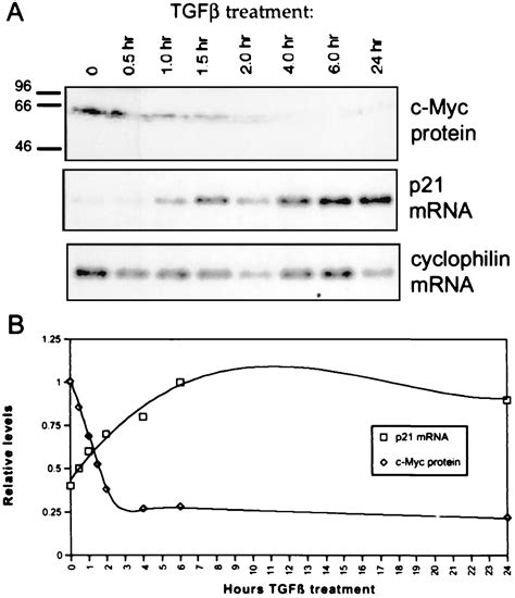 A Role For Transcriptional Repression Of P21cip1 By C Myc In Overcoming