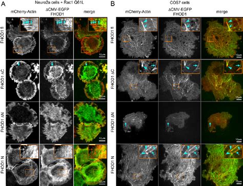 Localization Of Wild Type And Mutant Fhod1 At Cellular Actin