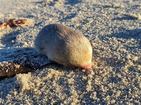 South African mole rediscovered after nearly 100 years