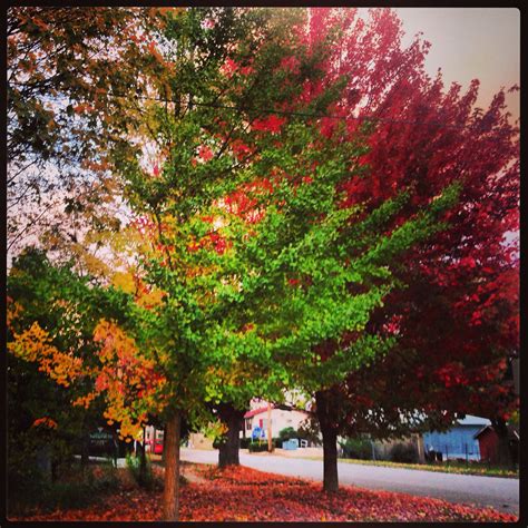 Fall leaves in Elkins WV ☀️ | Country roads take me home, Elkins west virginia, West virginia